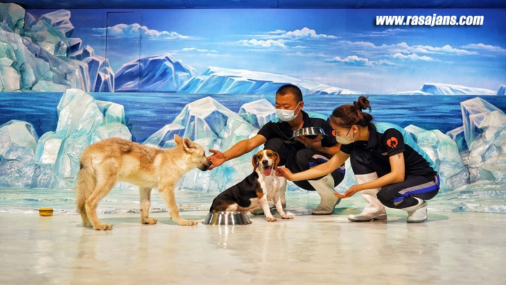Çin'de Beagle türü bir köpek, ilk kutup kurdunu doğurdu